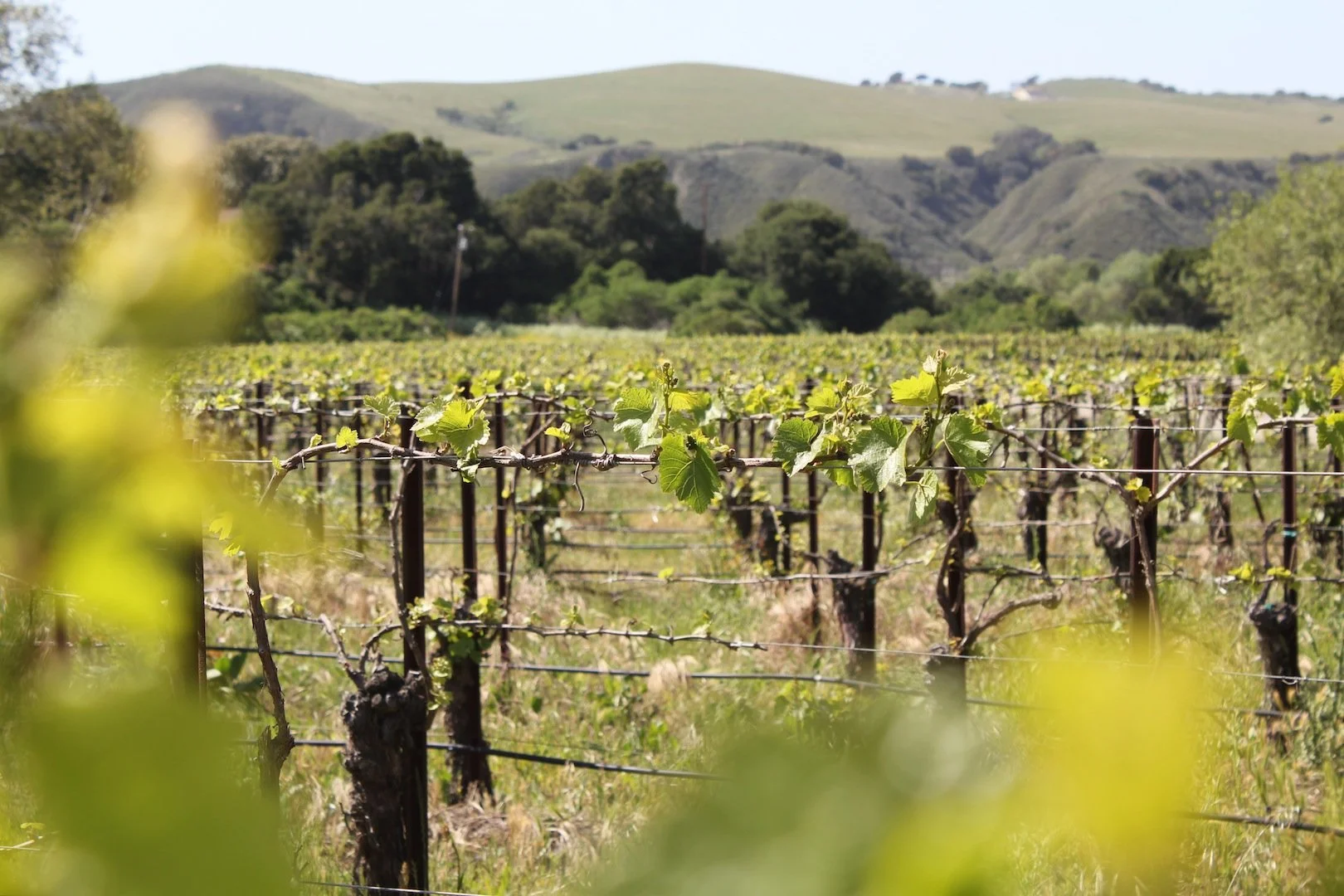 The Perfect Day Trip from Santa Barbara: Experience Extraordinary in the Sta. Rita Hills