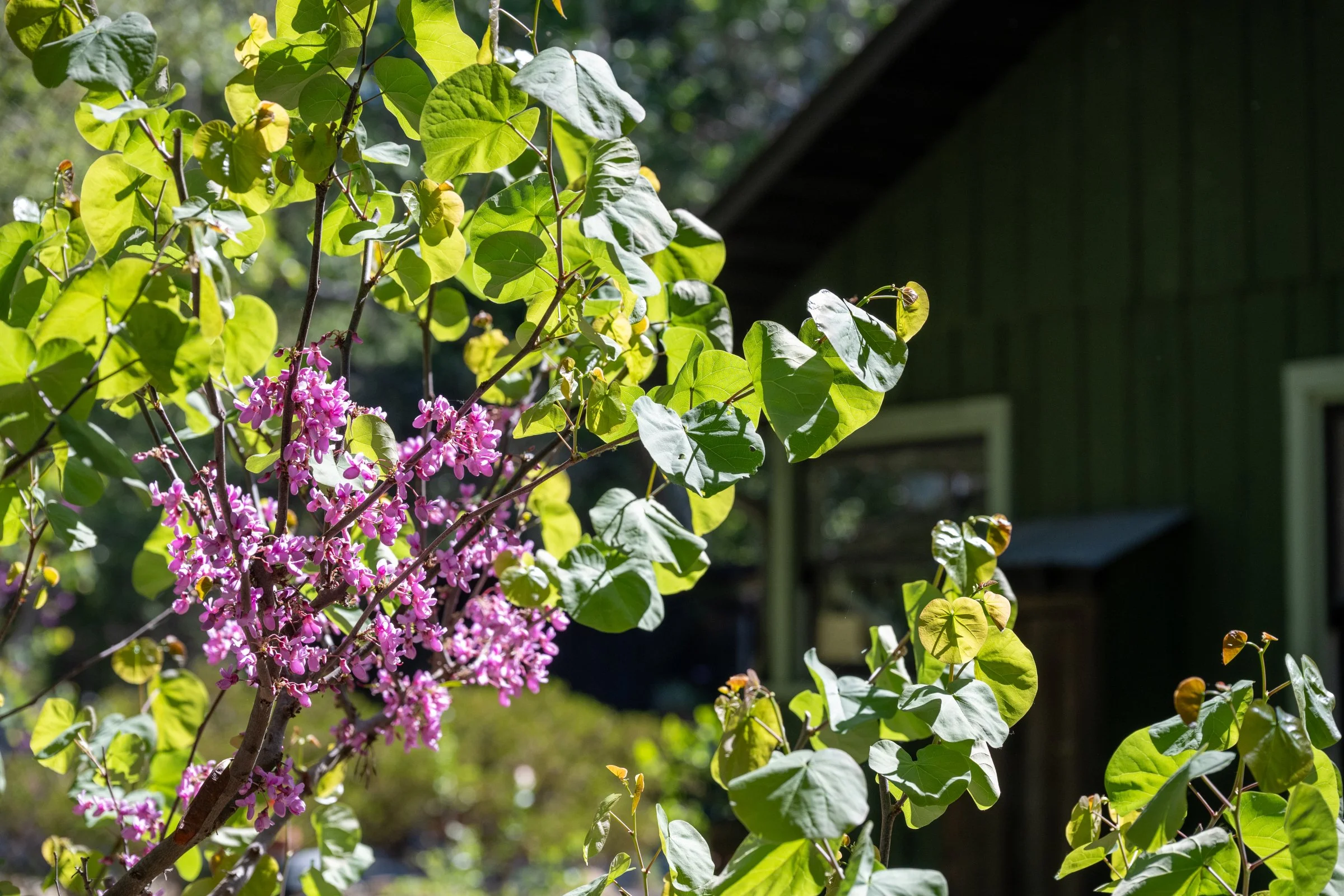 2026_Alma_Rosa_Ranch_House_032.jpg