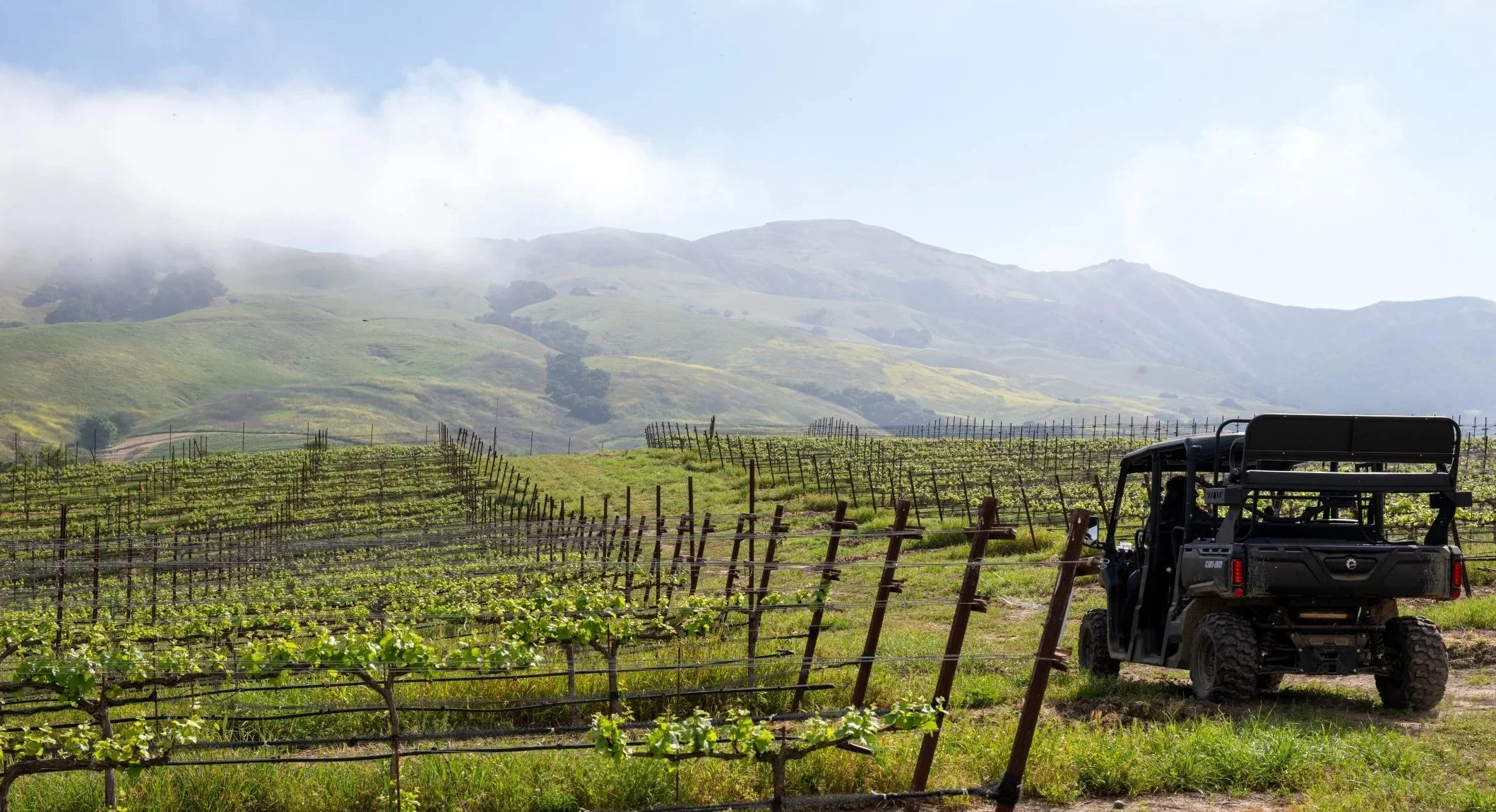Vineyard Excursion &amp; Estate Tasting