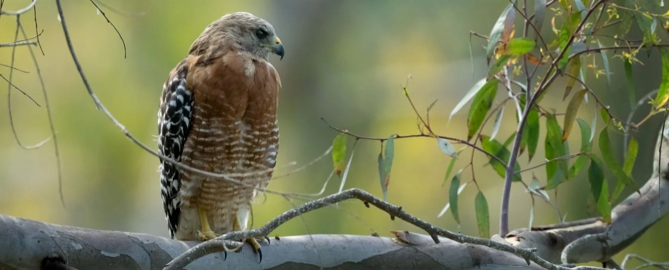 Birds of the Sta. Rita Hills: A Guided Estate Experience