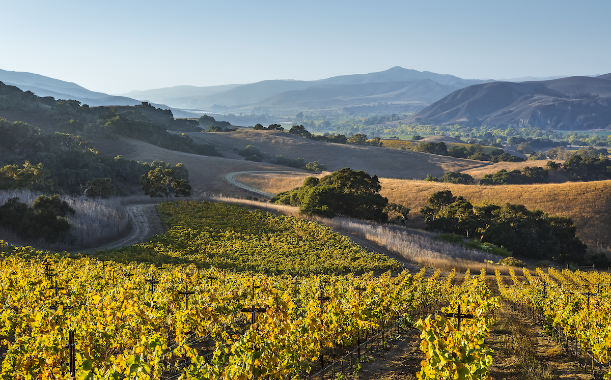 Image of Alma Rosa Winery & Vineyards Caracol Vineyard road overlooking Sta Rita Hills