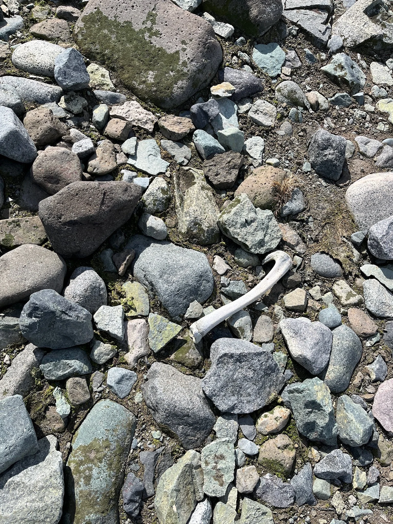 We think this is a seal bone