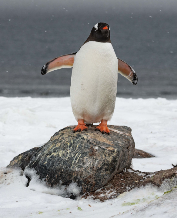 🐧 does he know he has an emoji?