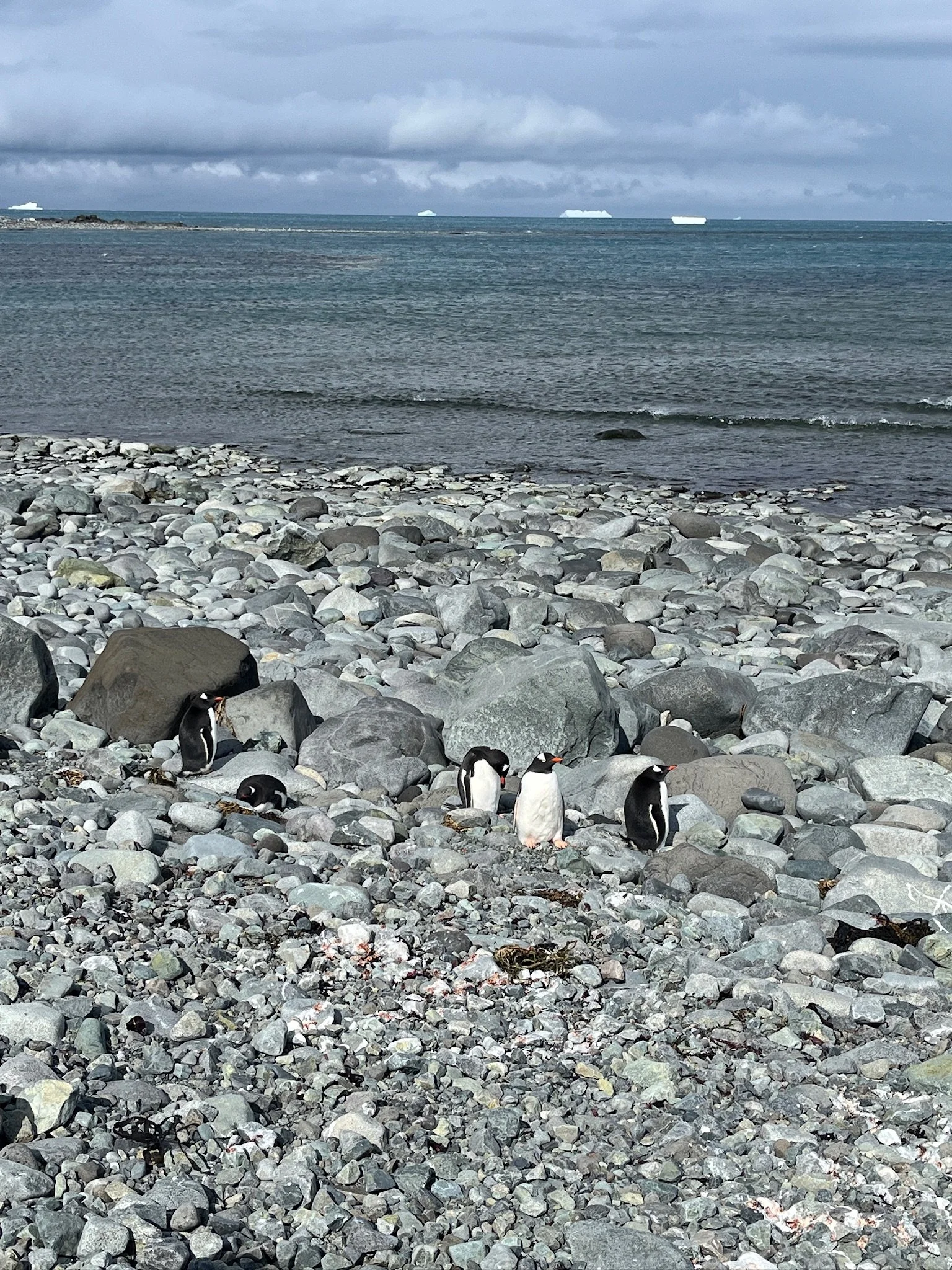 Gentoo penguins (we have an absurd amount of knowledge about penguin species now)