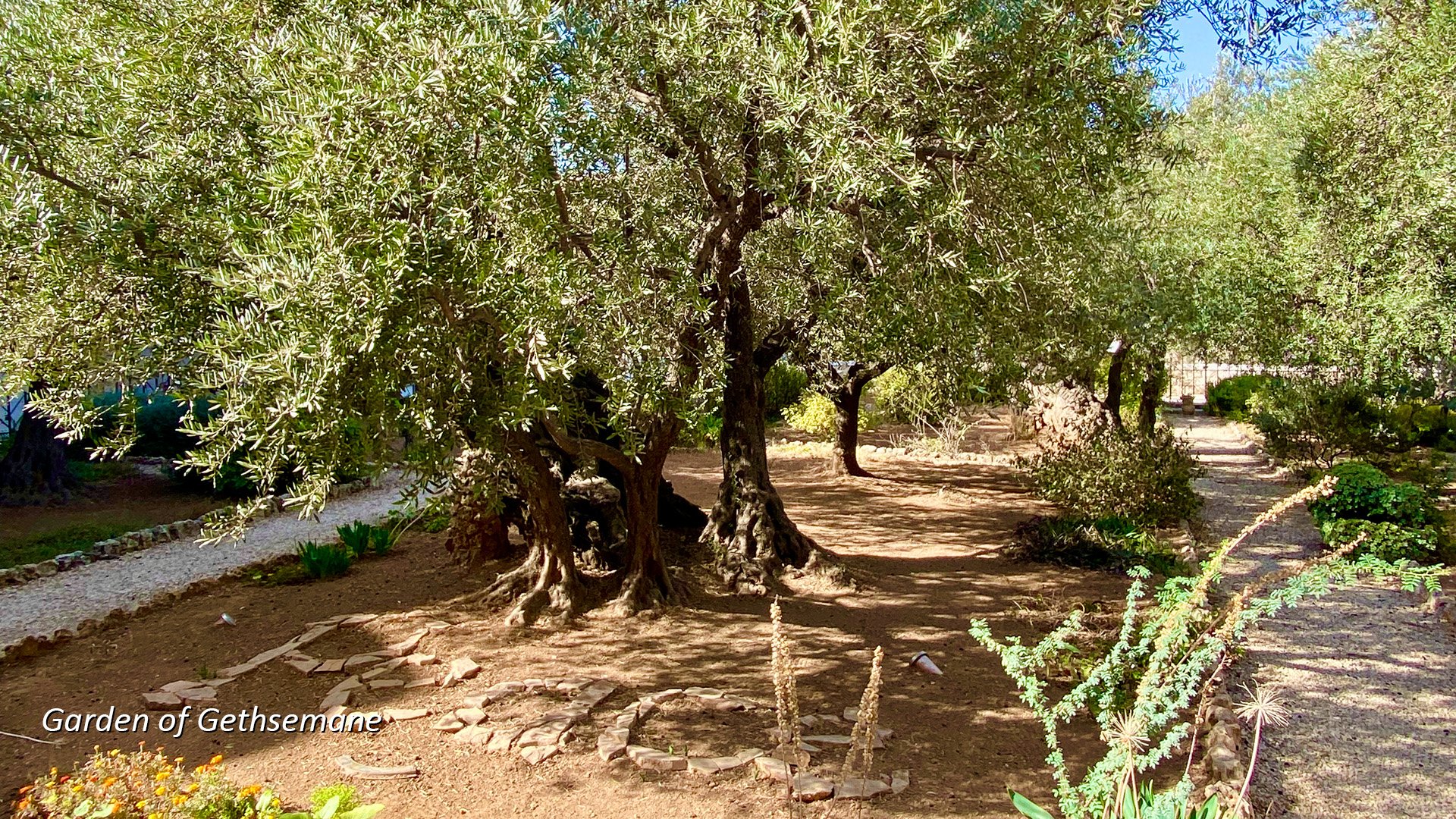 Gethsemane Tree Shot 1 - captioned.jpg