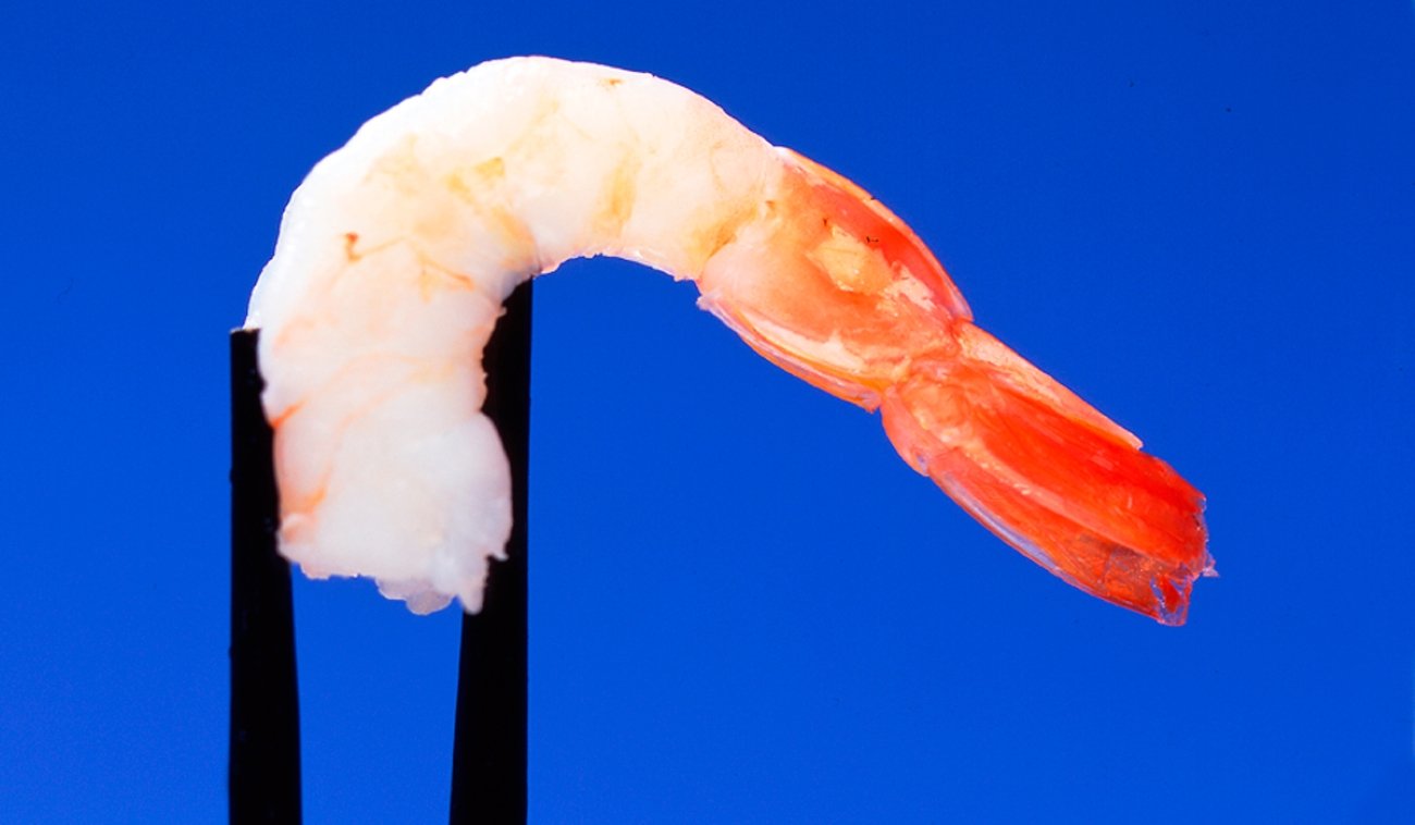 A piece of shrimp with a tail held by black chopsticks against a blue background.
