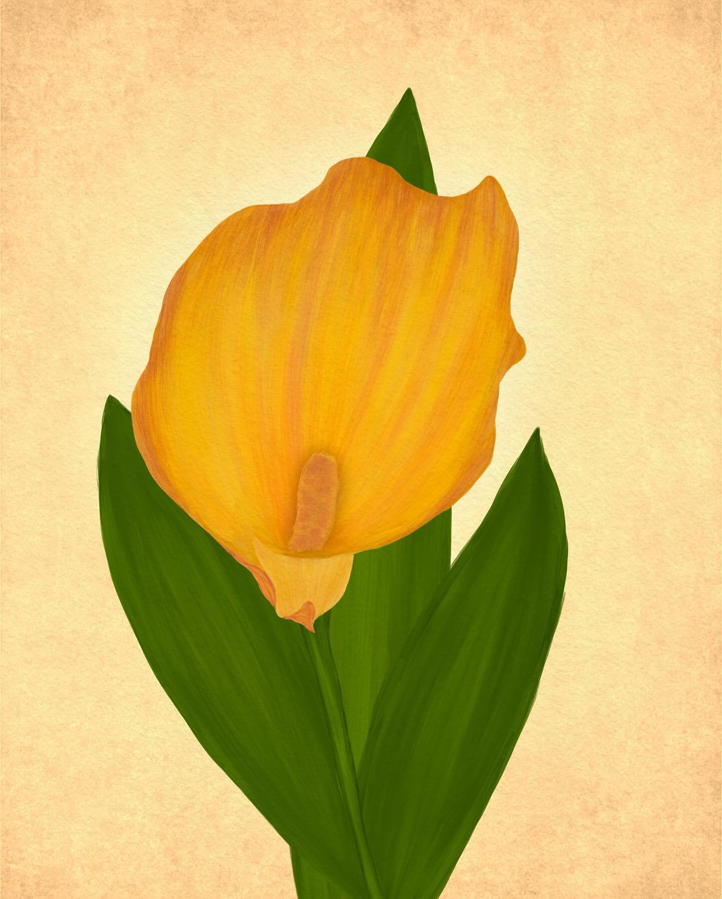 Saw this calla lily recently at Biltmore and had to paint it. This was painted in Procreate with my Gouache Magic brushes swipe to see the inspiration pic I snapped of the original. 

#procreatebrushes #licensingartist #digitalpainting #gouacheillust