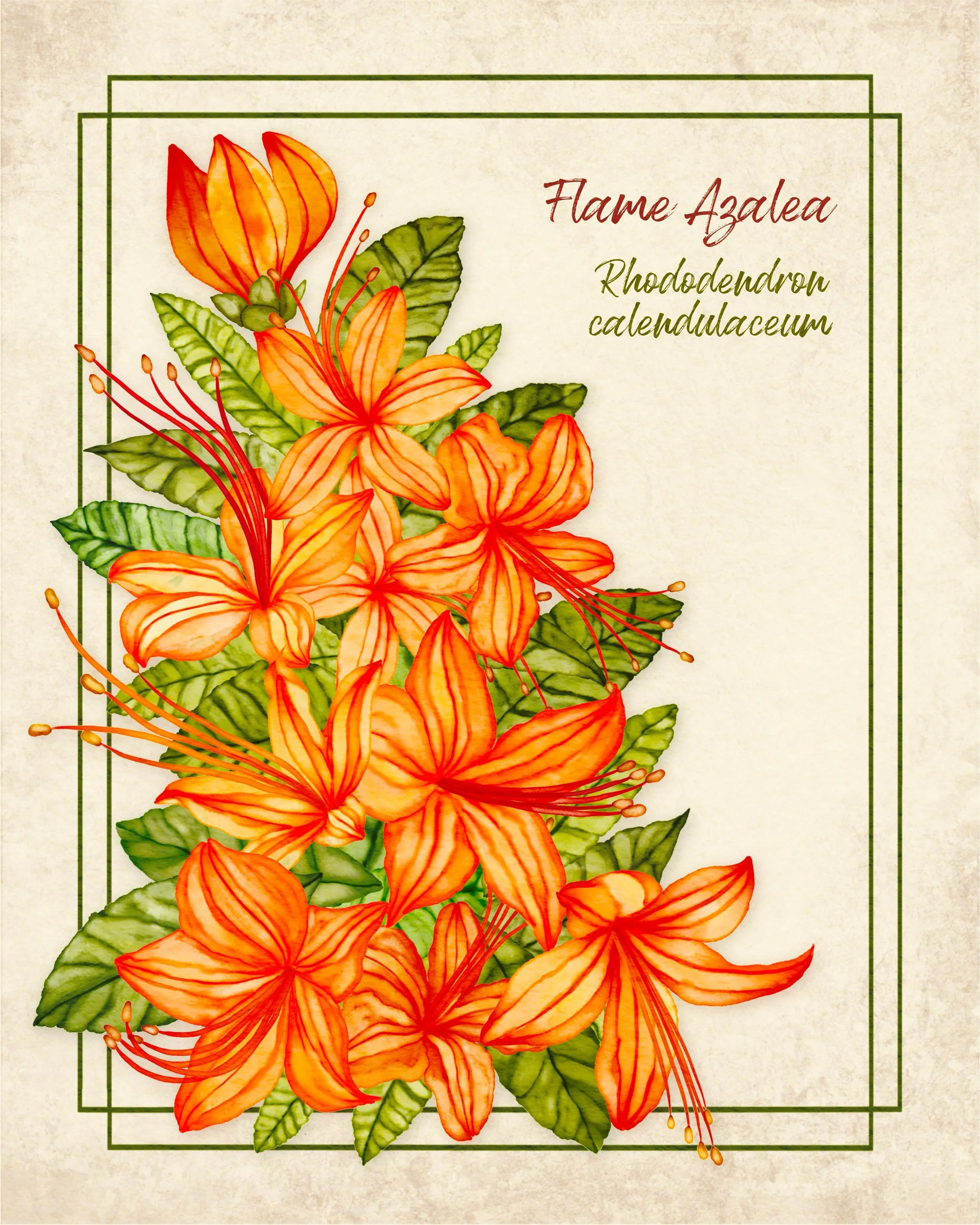 Flame azaleas are one of my favorite flowers, painted in Procreate with my Watercolor Magic brush set. Swipe to see the original flowers, which are native to the Appalachian Mountains where I live, and a close up detail of the painting. #procreatebru