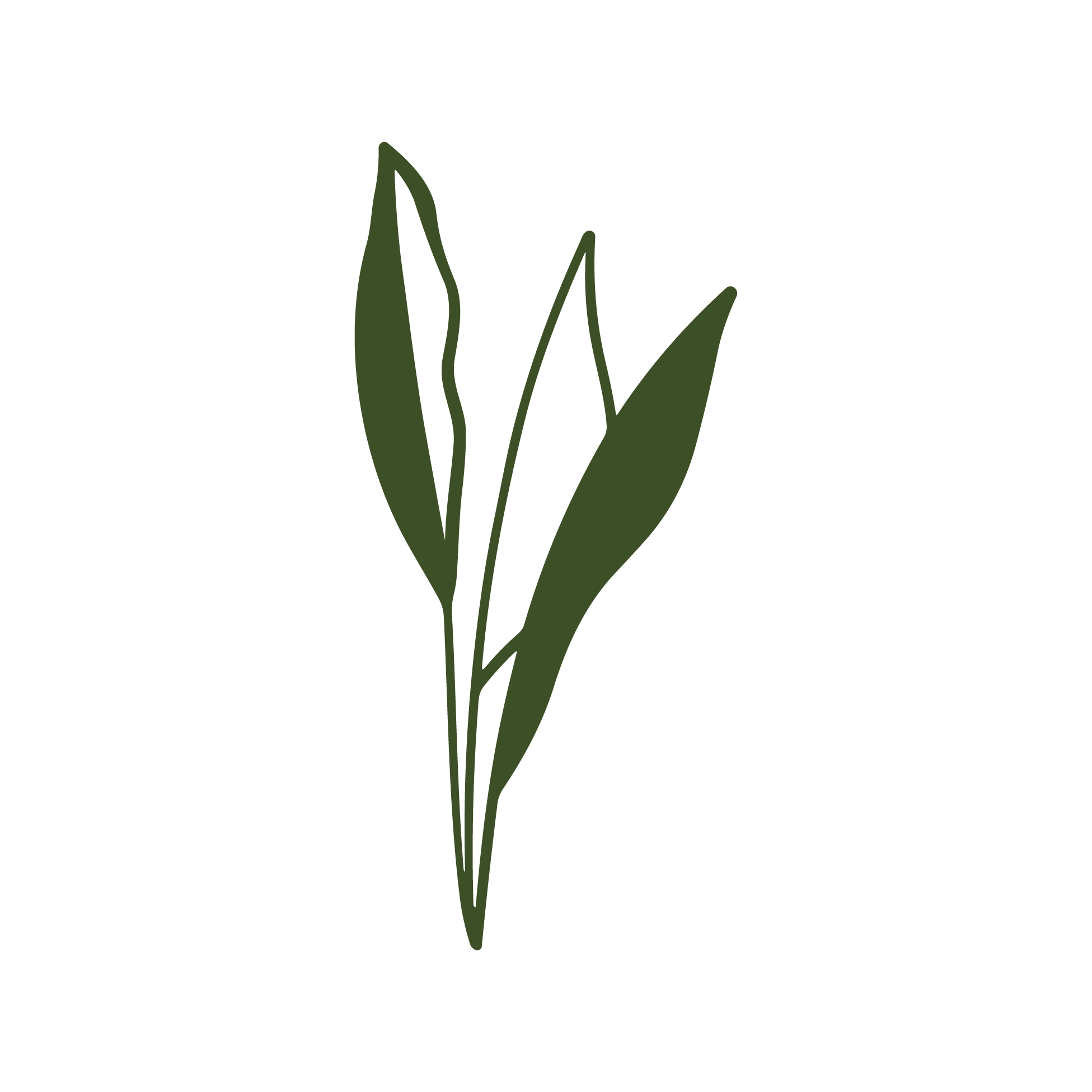 Ilustração de uma planta com folhas verdes e pontiagudas