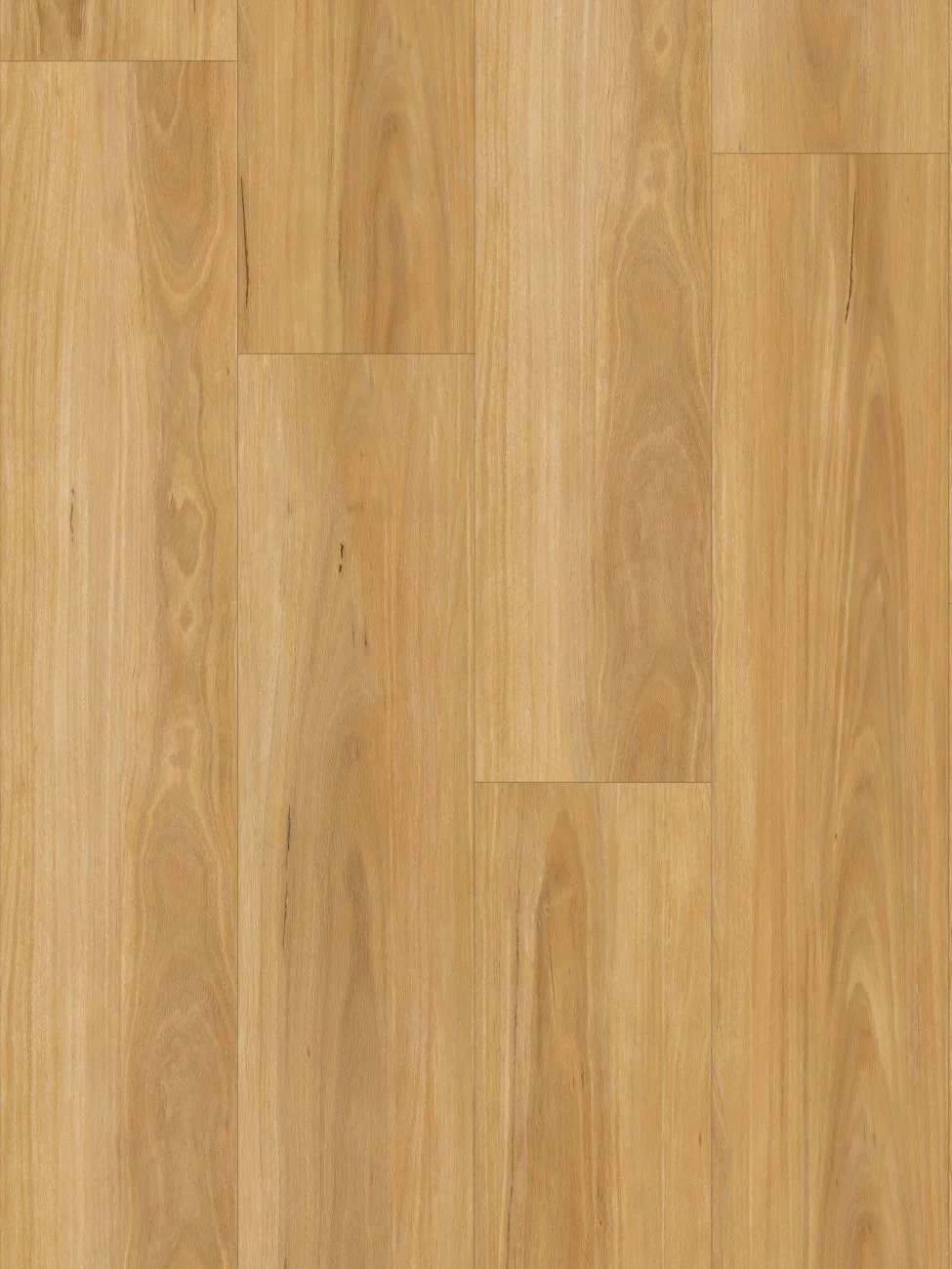 New England Blackbutt