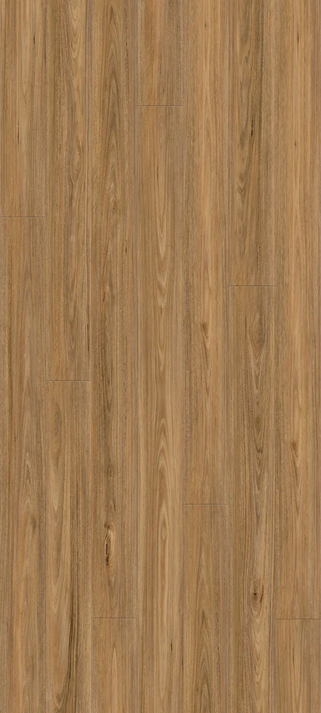 Spotted Gum