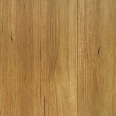 Spotted Gum
