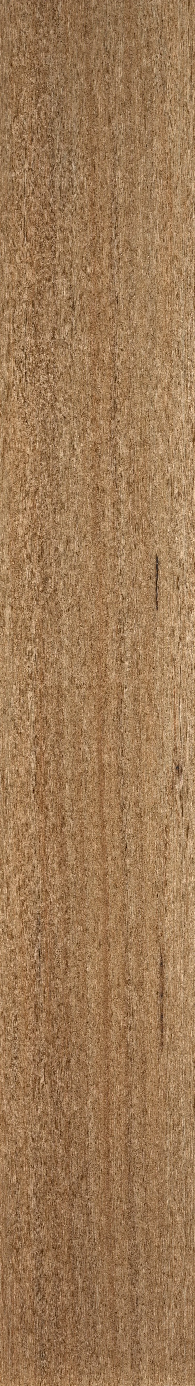 Blackbutt