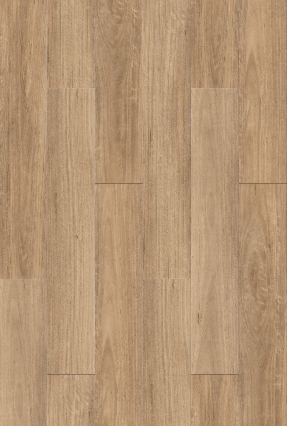 Blackbutt
