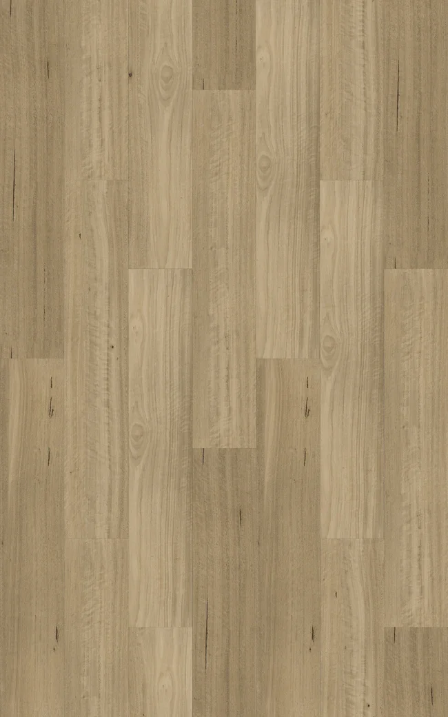 Somerset Blackbutt