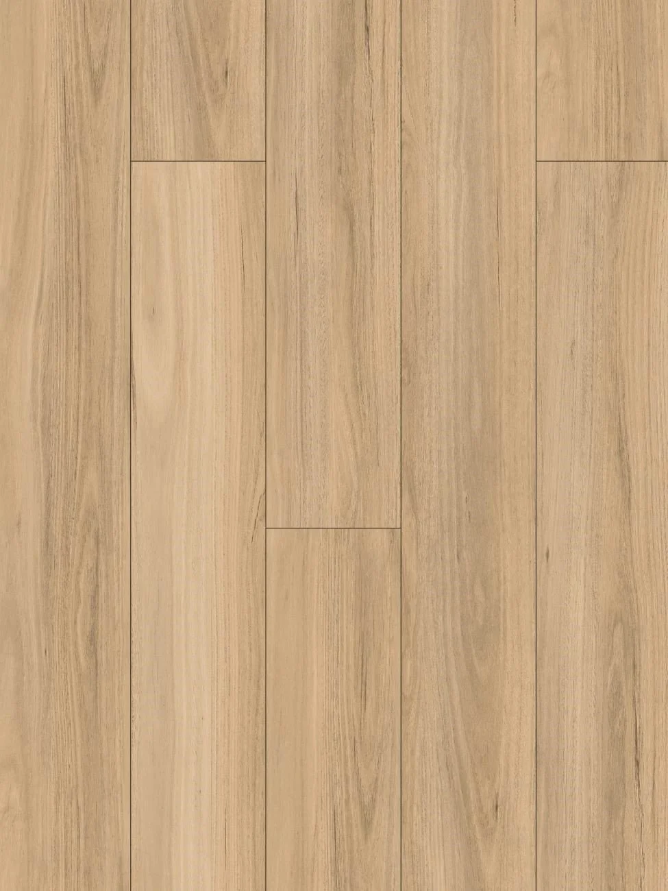 NSW Blackbutt