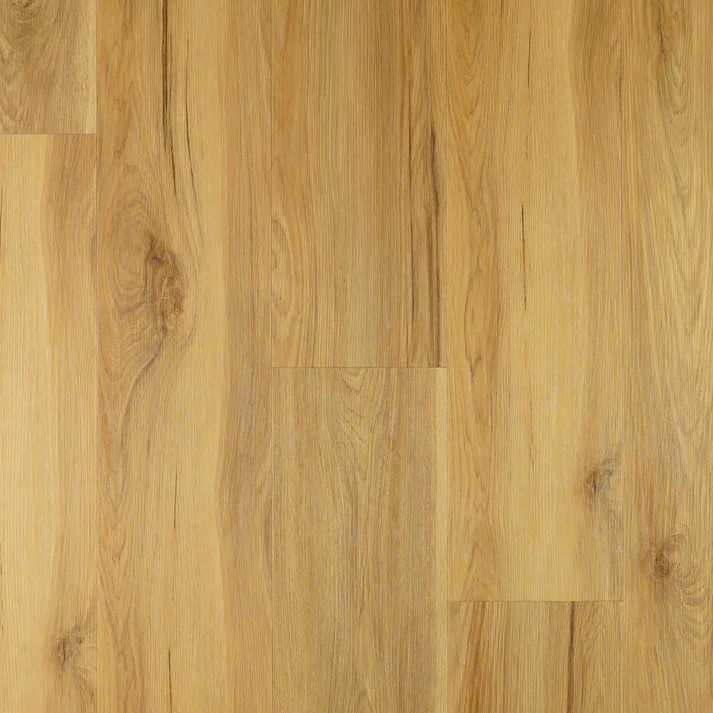 Blackbutt