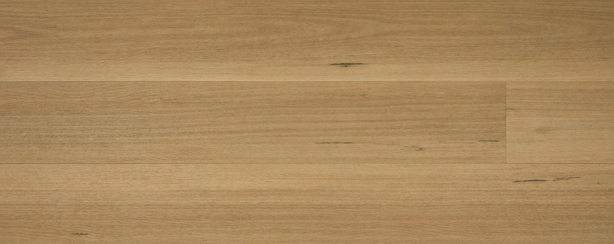 Blackbutt