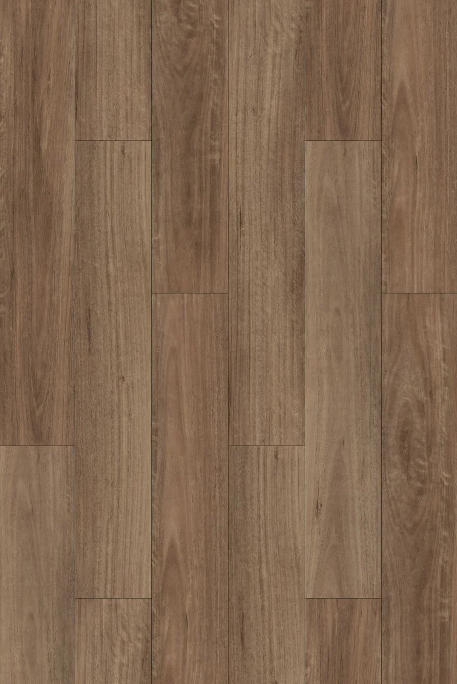 Spotted Gum