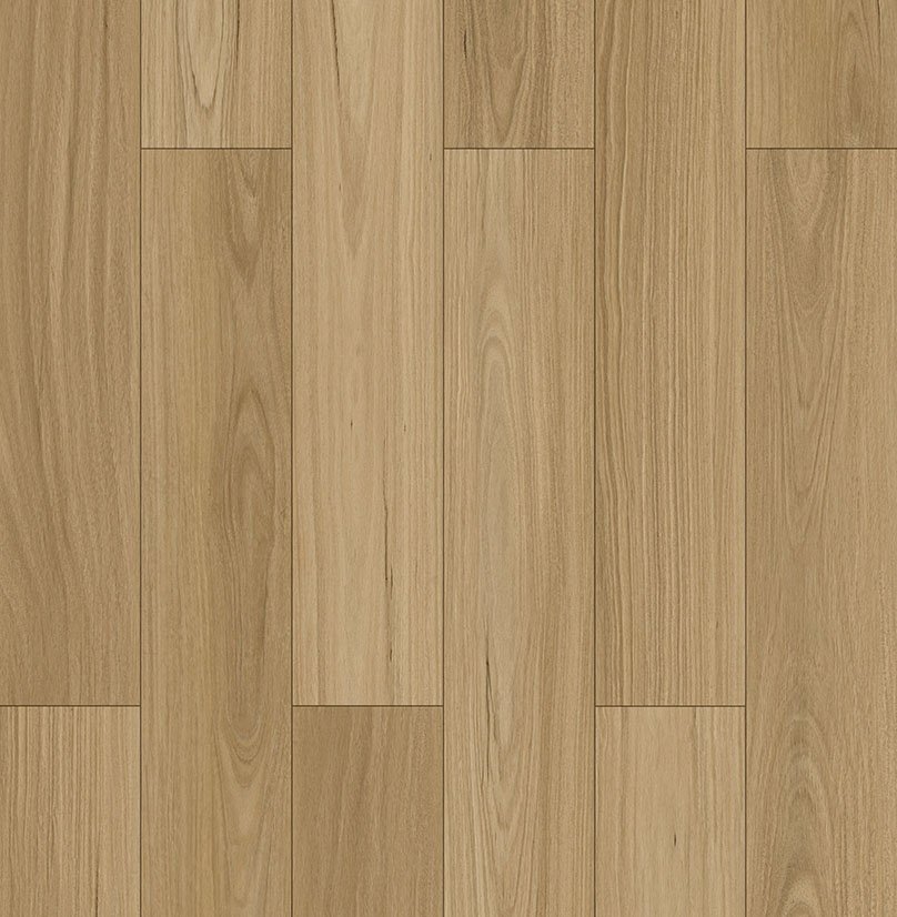Coastal Blackbutt