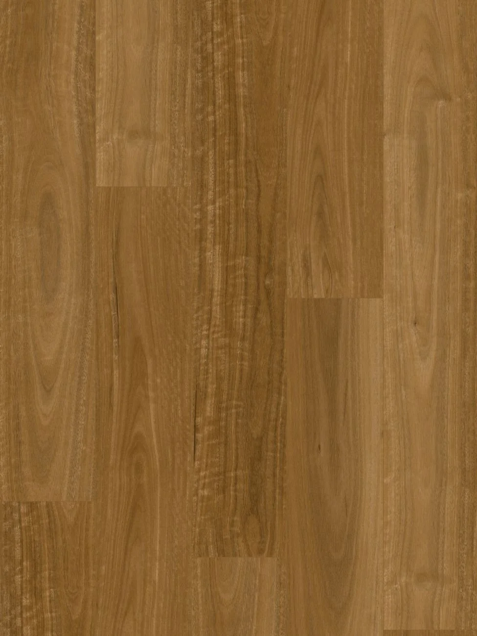 Sunshine Spotted Gum