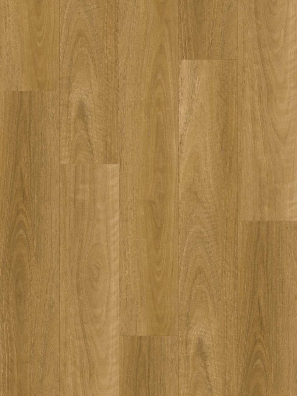 Eastern Blackbutt