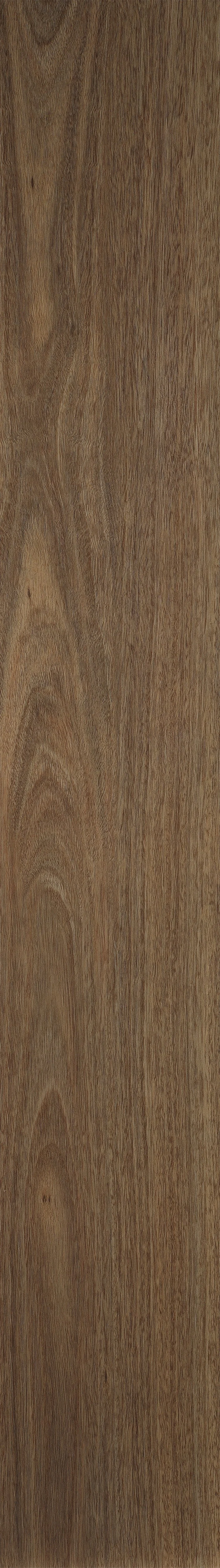 Spotted Gum