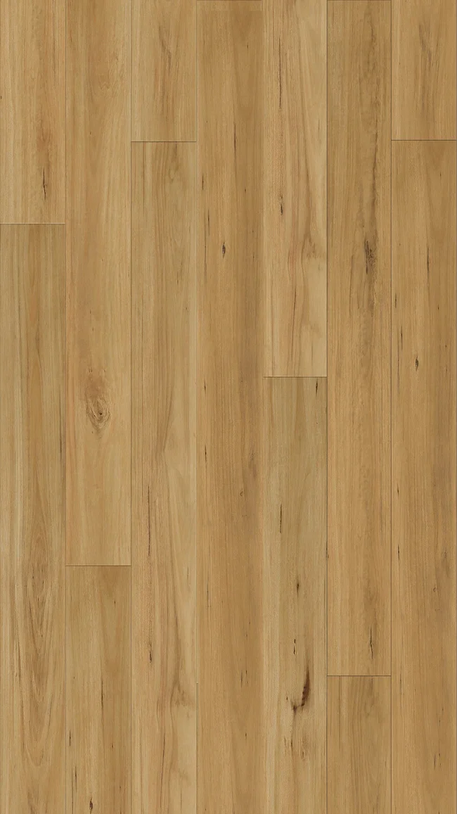 Blackbutt