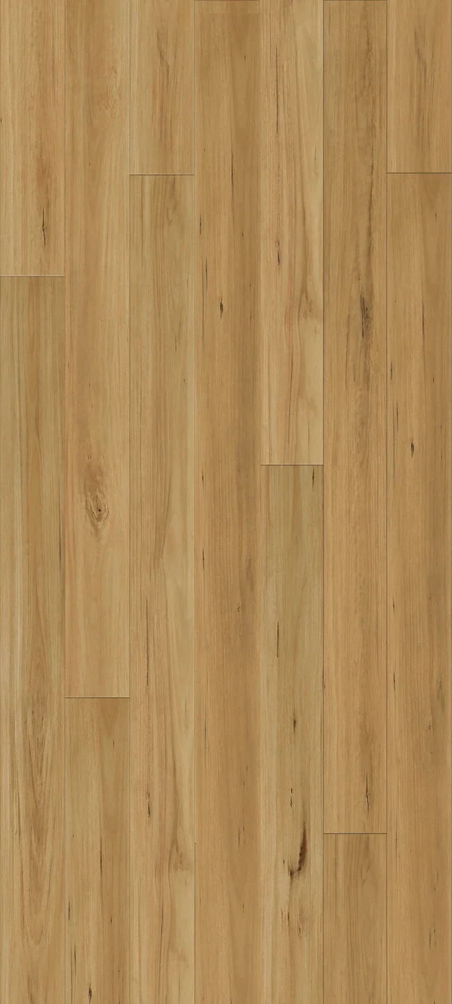Blackbutt