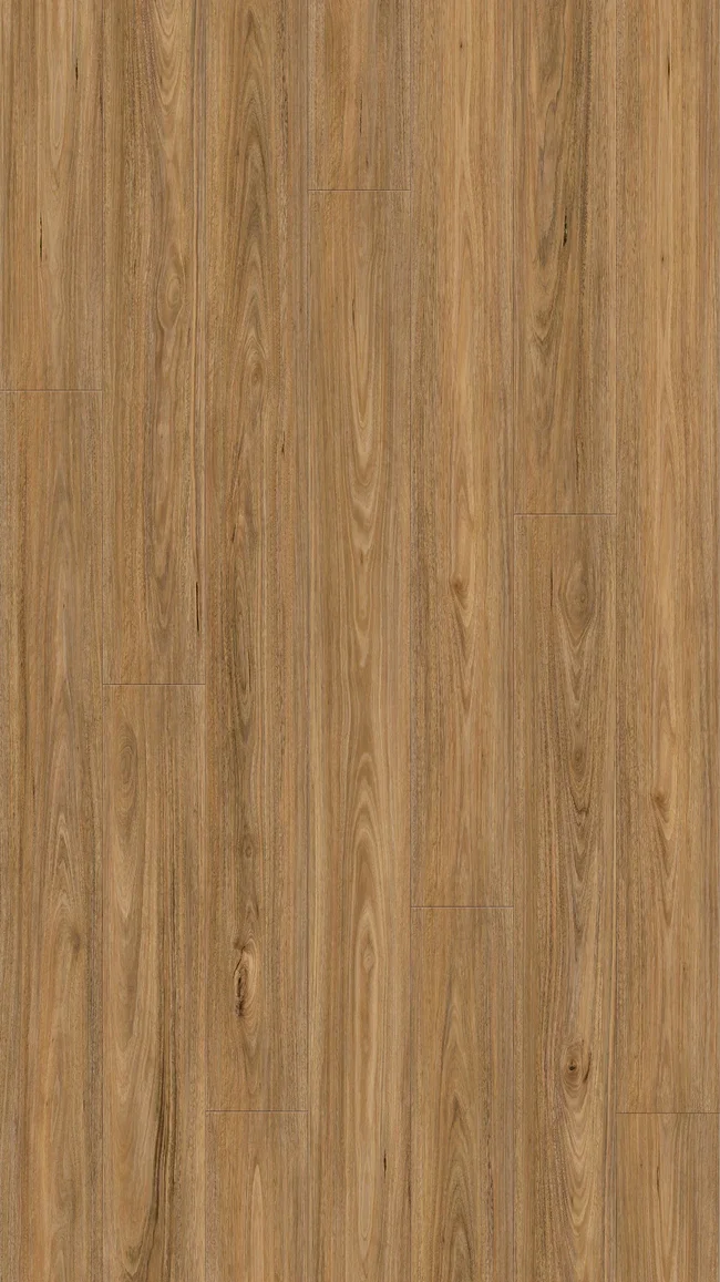 Spotted Gum