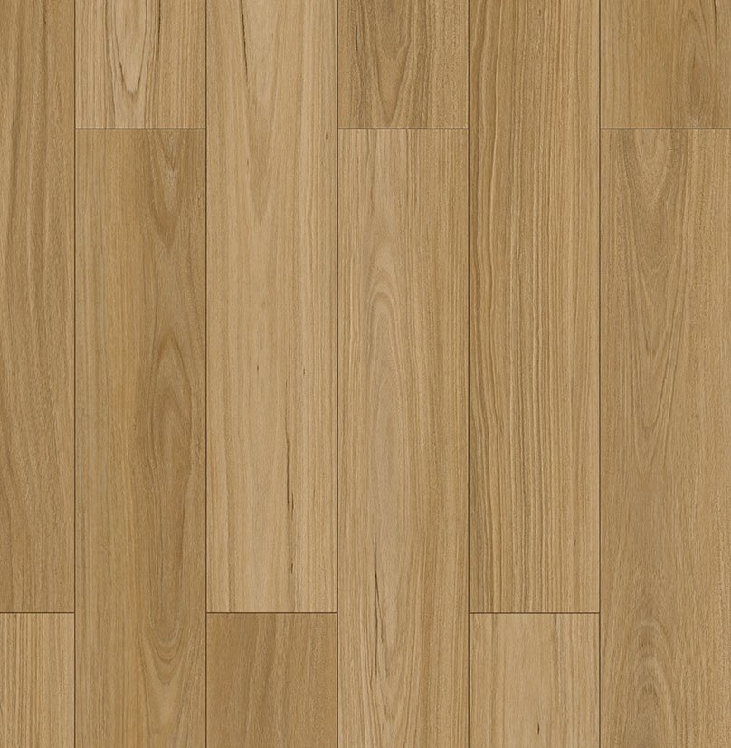 Blackbutt