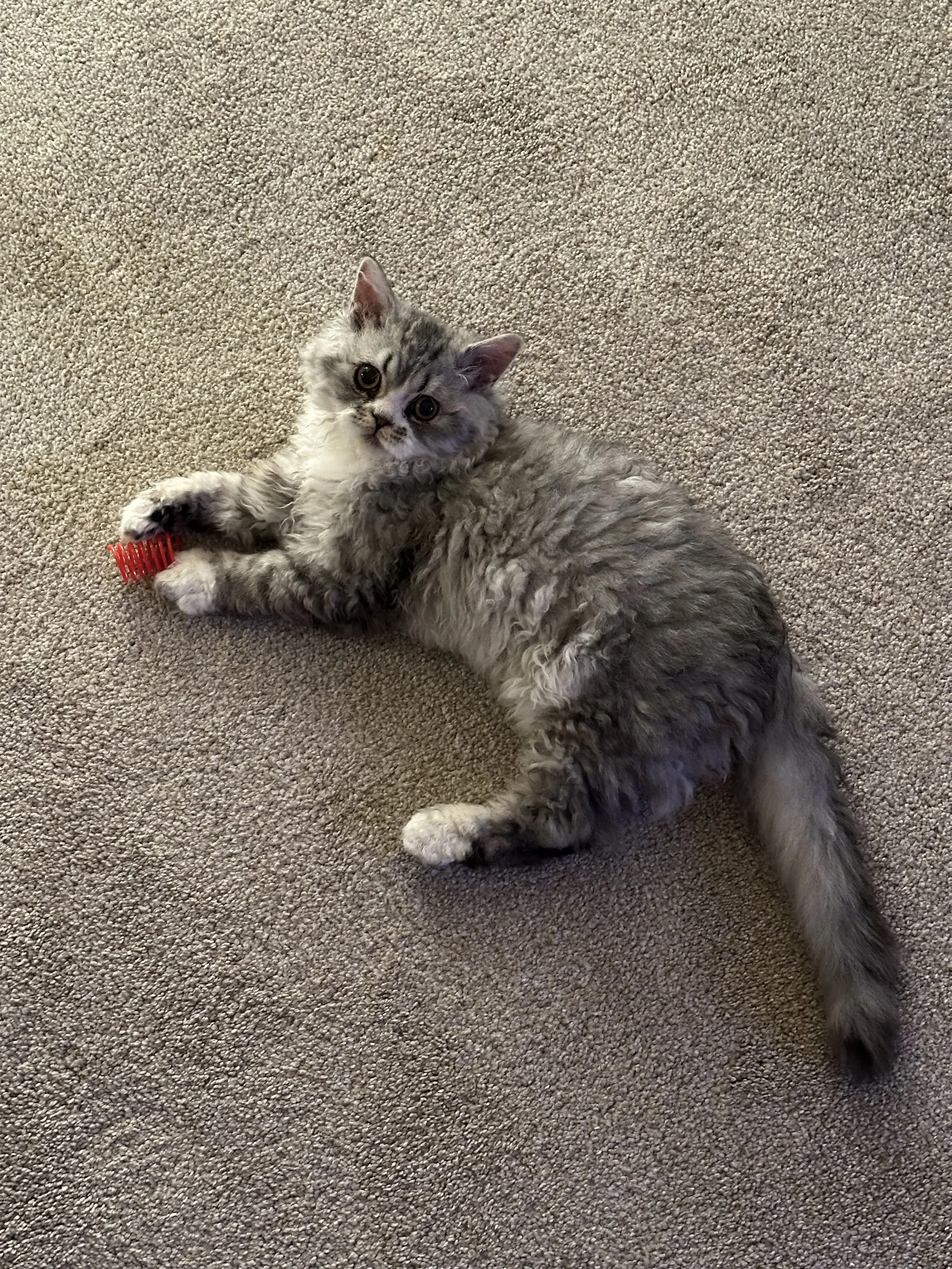 Elmer, previously known as Raffa, has settled in quite nicely with his new family in Denver, Colorado. The longhair is great for the snowy mountain snowboarding!