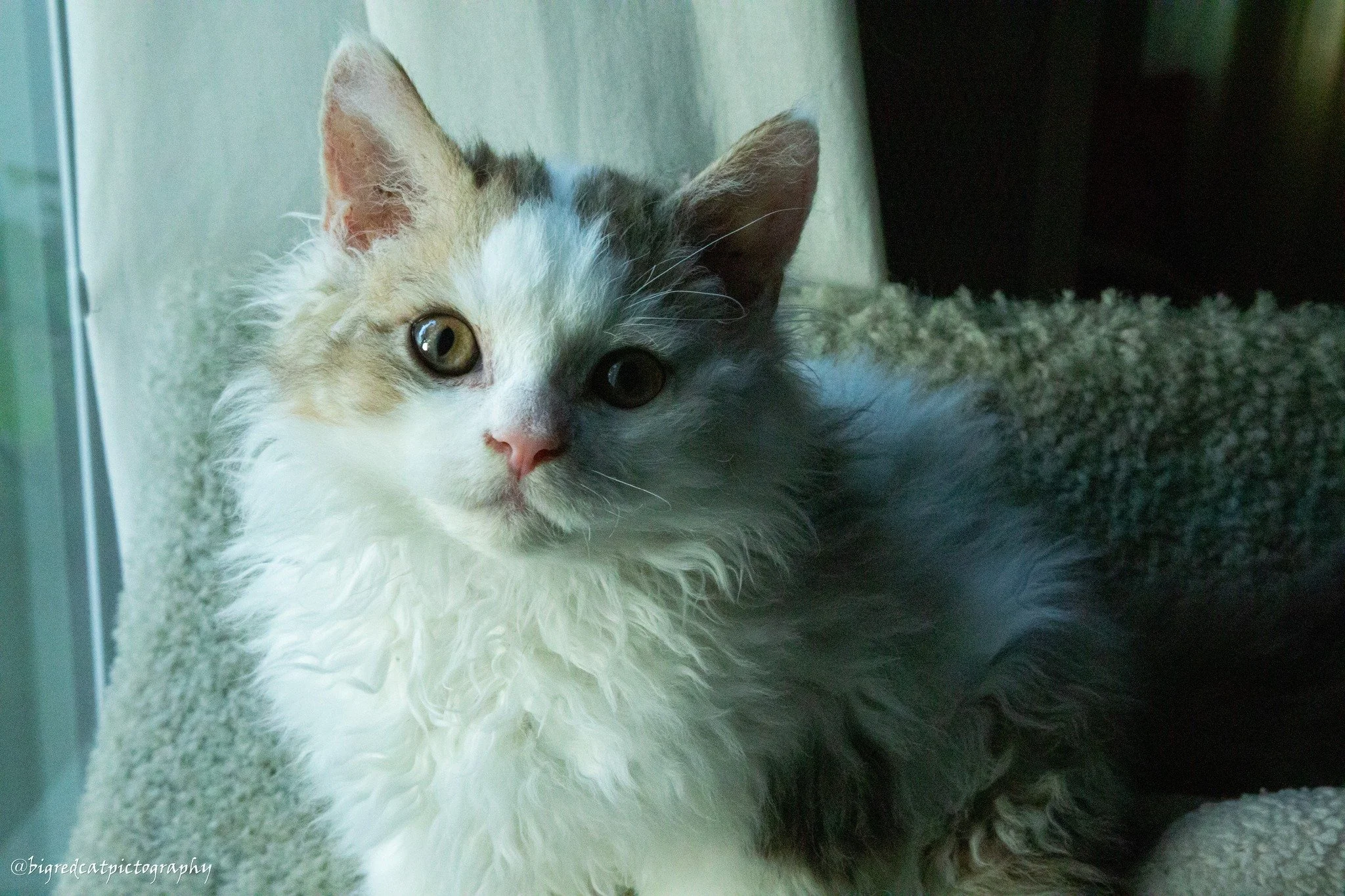 JP Patches now lives with his humans in Washington area, and is happily bouncing about the show arena, eager to get all the love and attention he could crave.