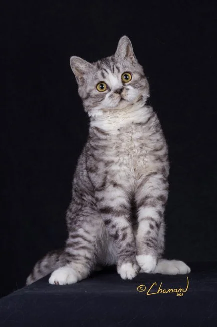 Brand new to the show scene in 2026, Kitti Kats Here Comes More Trouble aka Trouble fits right in with his uncle Alistair in Washington.