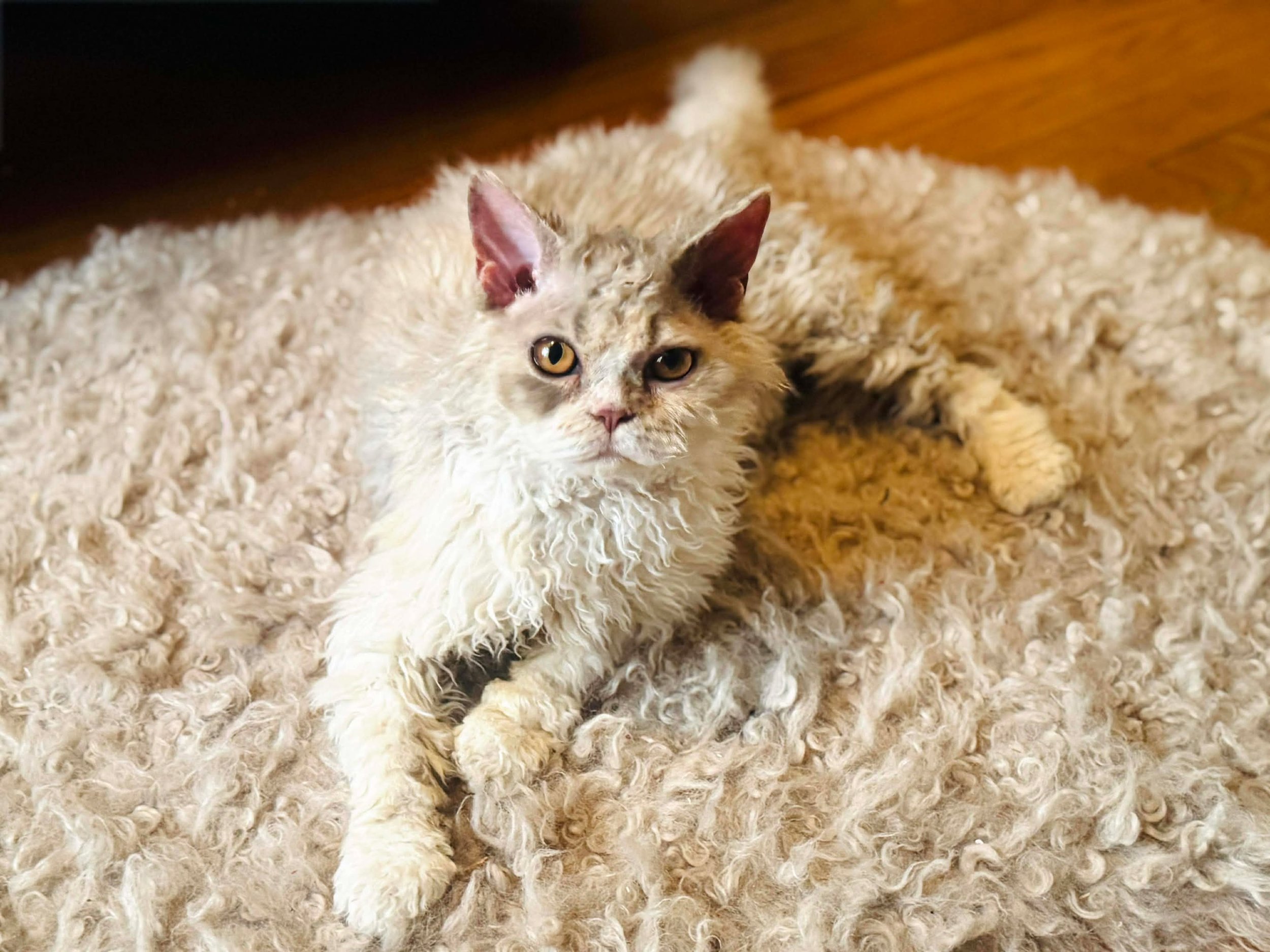 Aurora, one of our Homozygous longhair girls, is happy and thriving at her new Chicago home with her tiny humans for fun and snuggles!