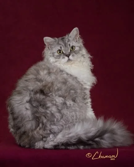 Kittikats Kumo of MuzzbeCatz continues his lineage by producing phenomenal Selkirks that look like carbon copies of him. Including the silly personality.