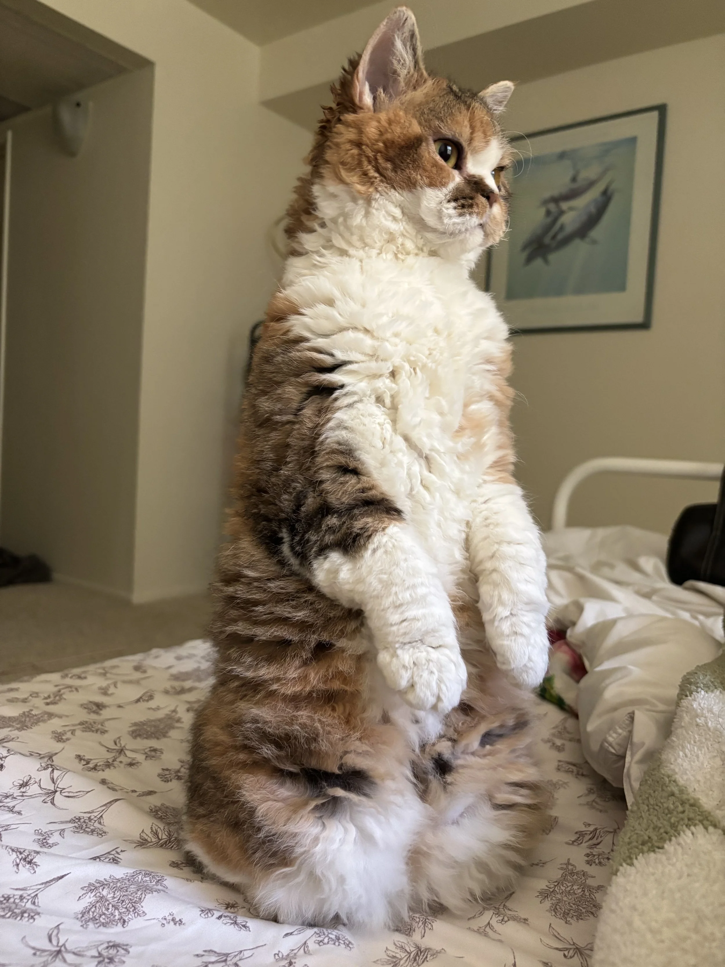 Dim-Sum is one of our homozygous shorthair girls, and has truly become a beautiful testament to the breed.