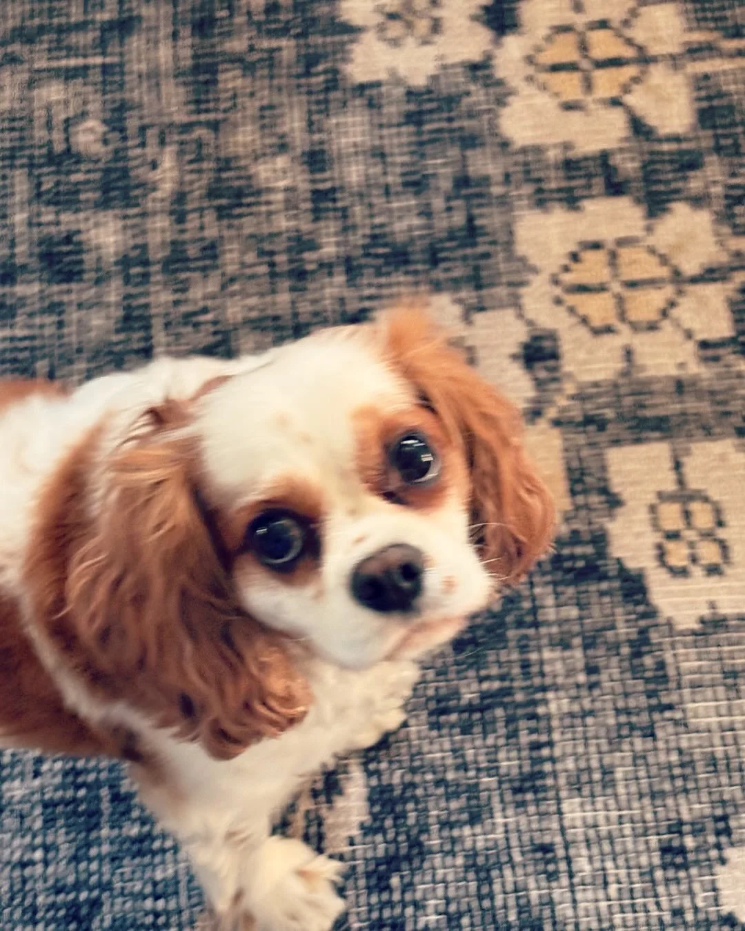What could be better than that sweet face? ❤️🐶❤️🐶

#cavalierkingcharlesspaniel
 #cavalierkingcharles 
#cavalierkingcharlesspanielsofinstagram