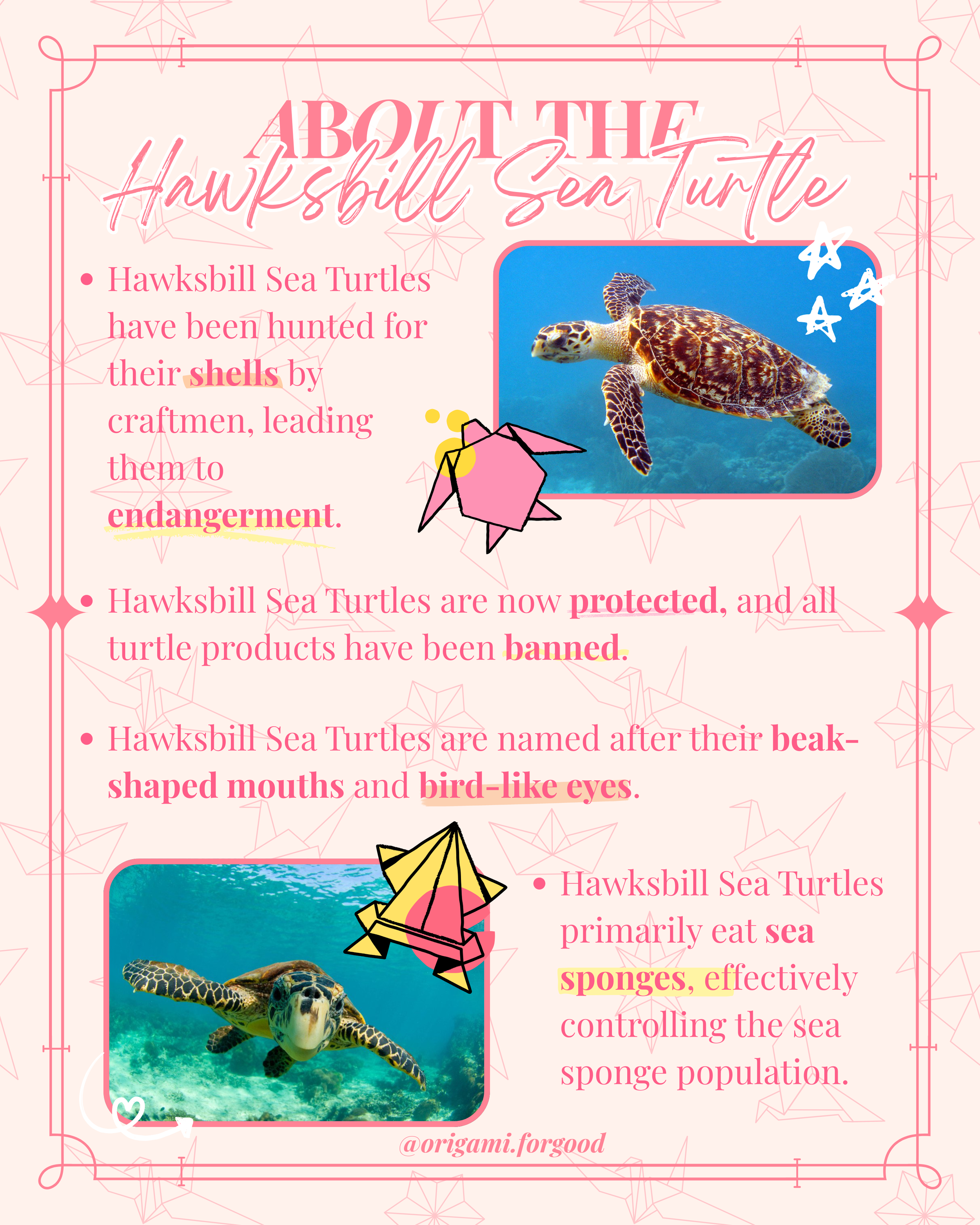 About Hawksbill Sea Turtle