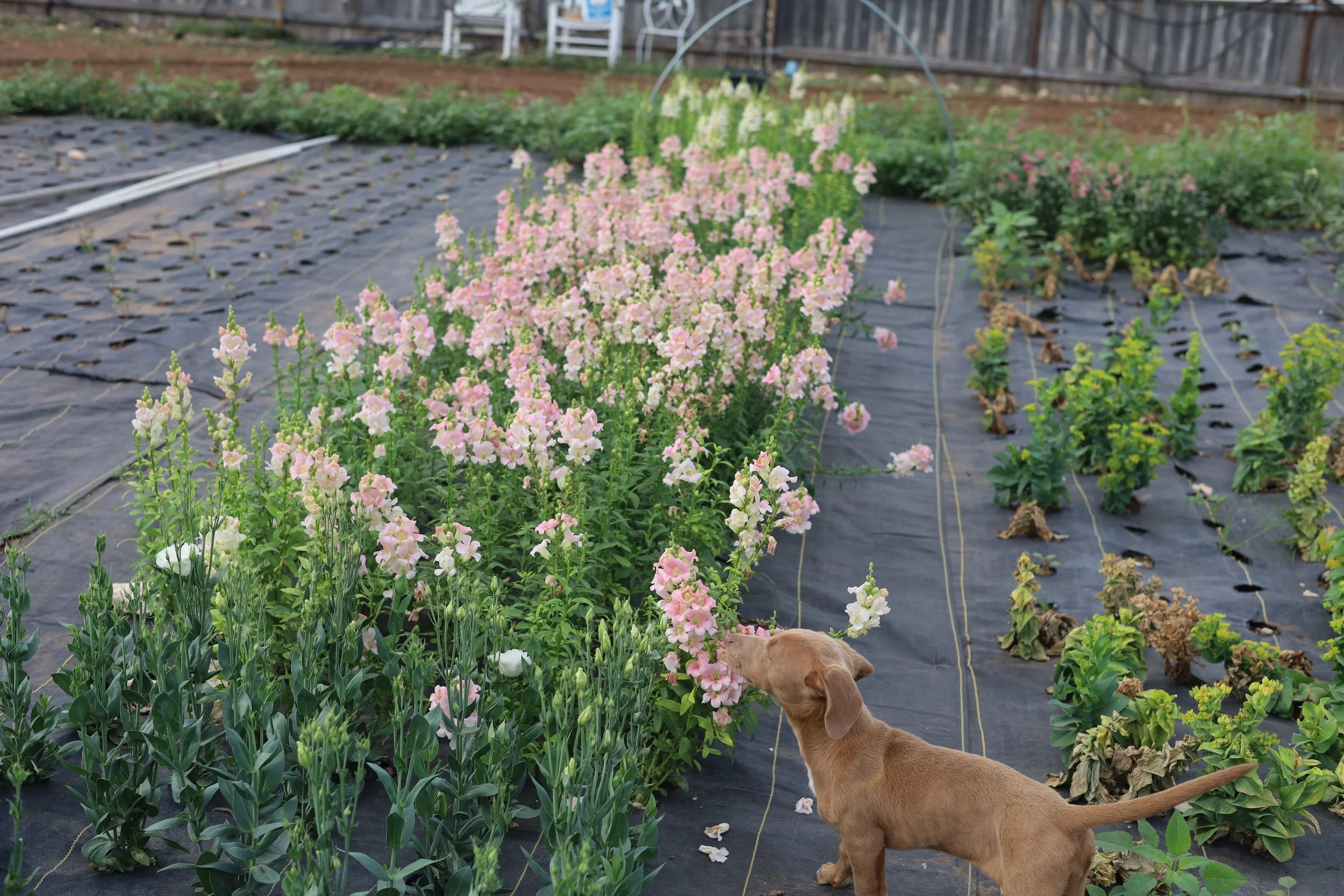 Monthly Flower Subscription