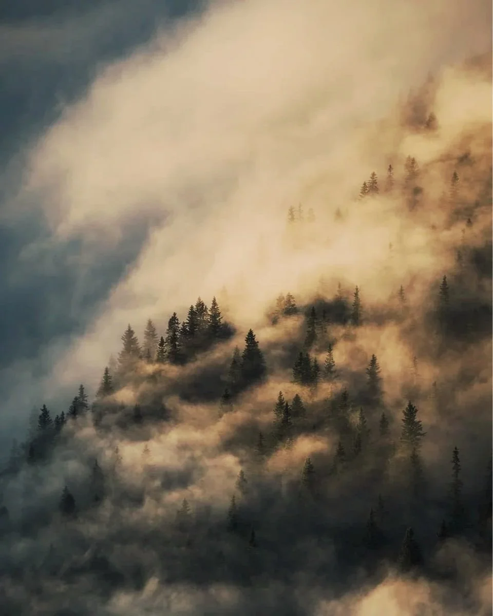 Mountain forest shrouded in fog and clouds, with pine trees scattered across the misty landscape – Nordica Scientific.
