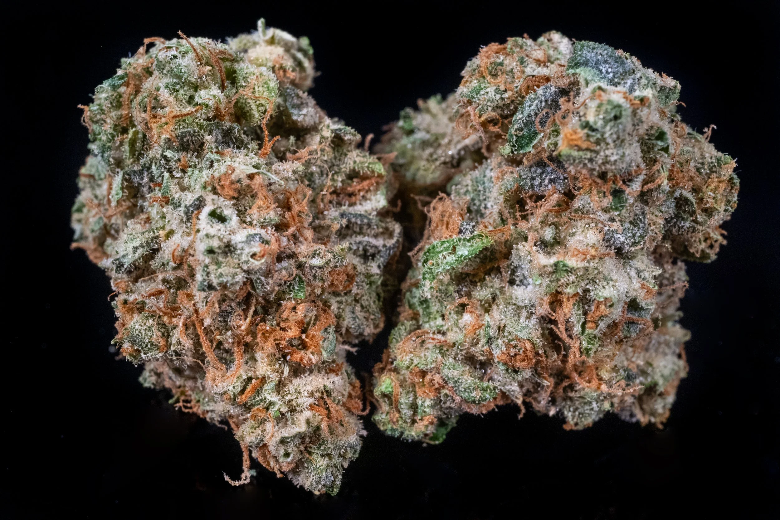 Fruity Pebbles indica hybrid
