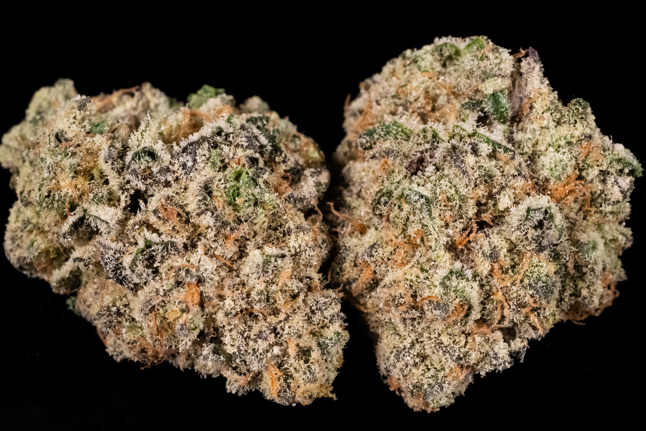 Animal Burnie indica hybrid