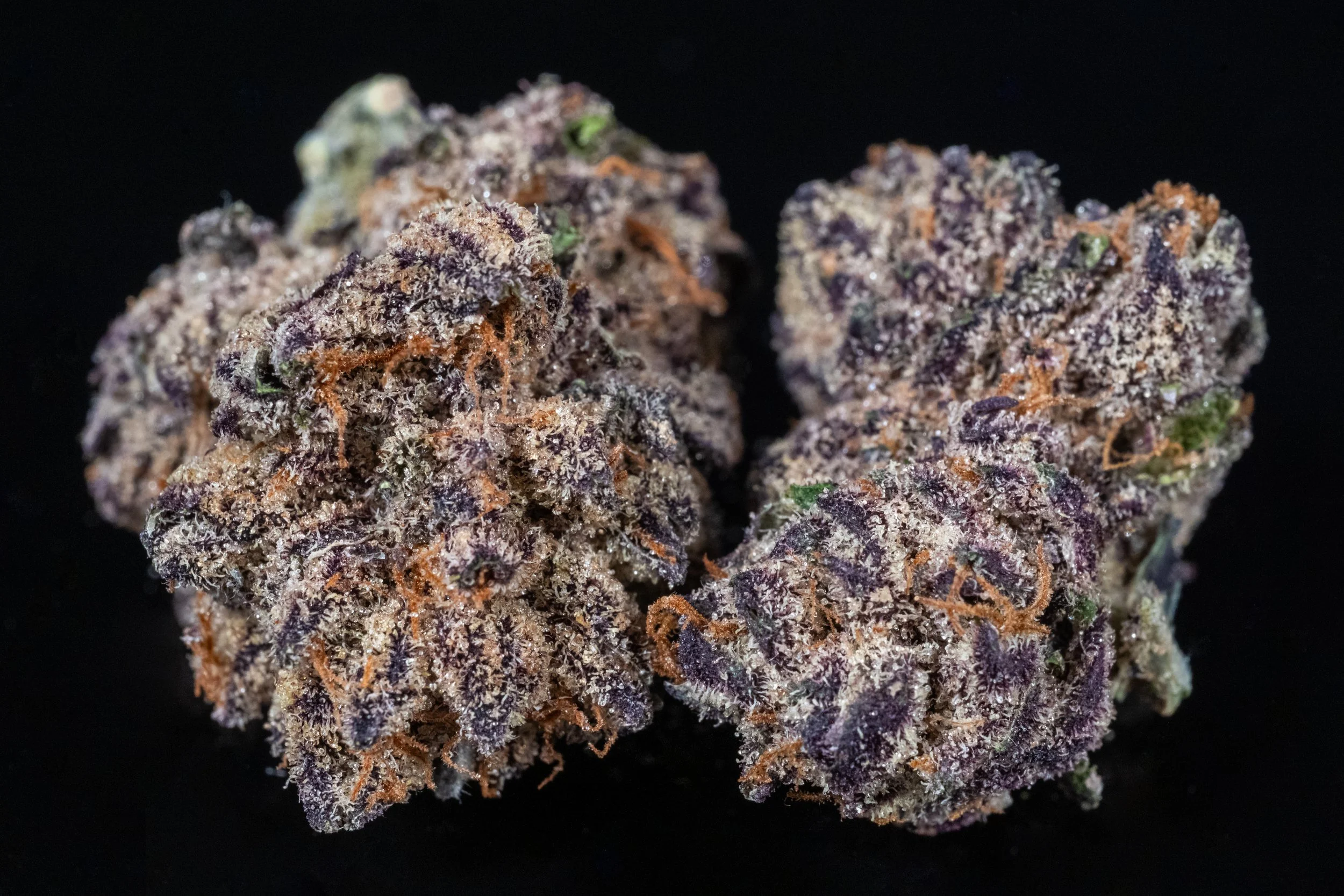 Guava Lava indica hybrid
