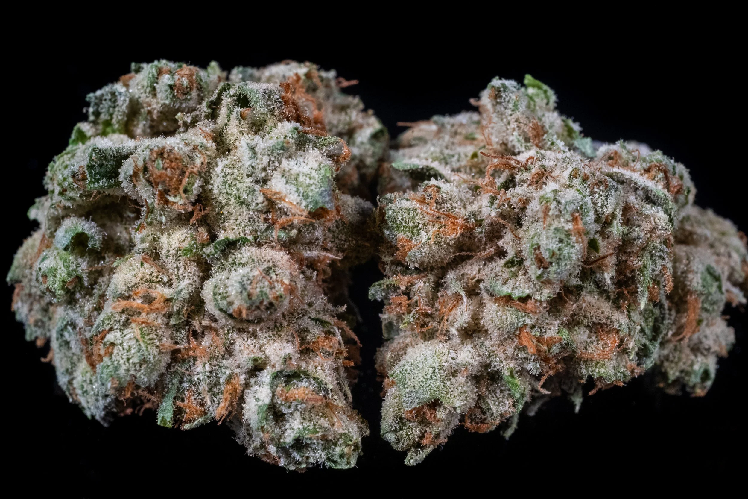 Beast Mode indica hybrid