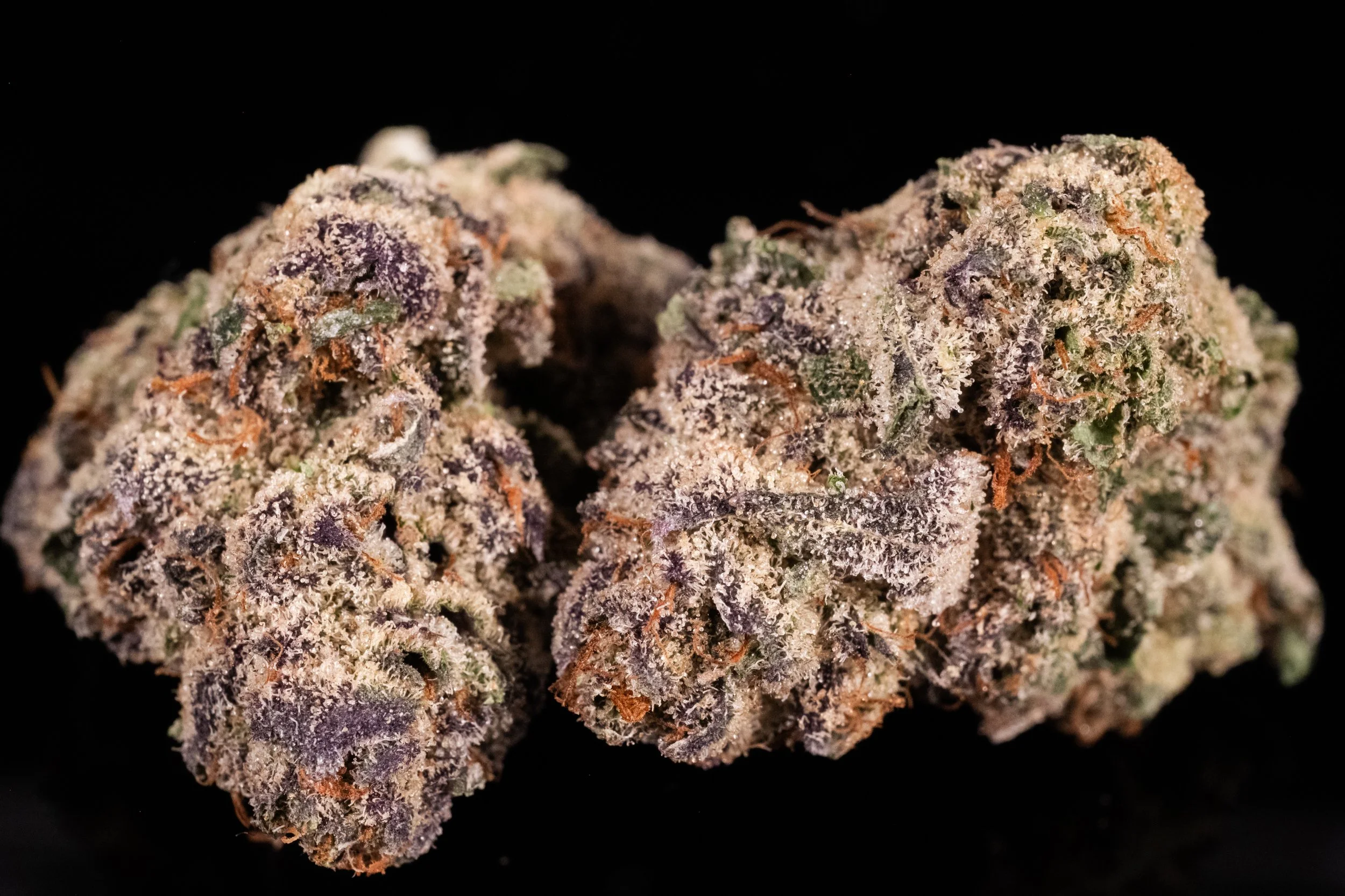 Mimosa sativa hybrid