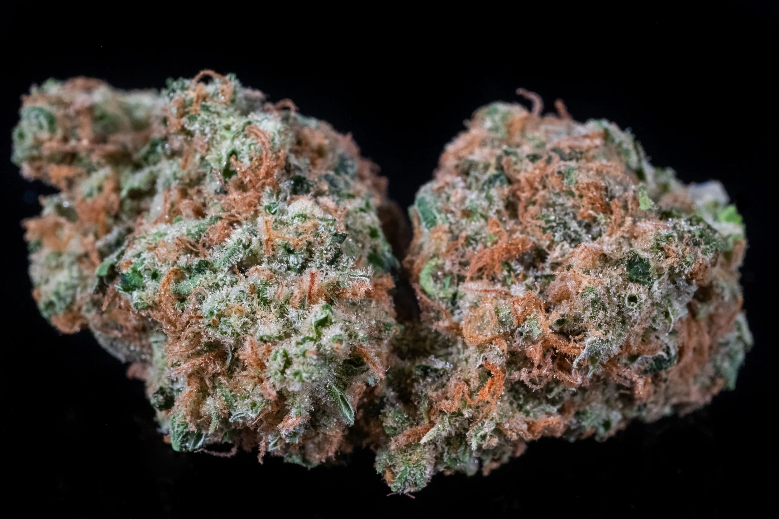 Golden Lemons indica hybrid