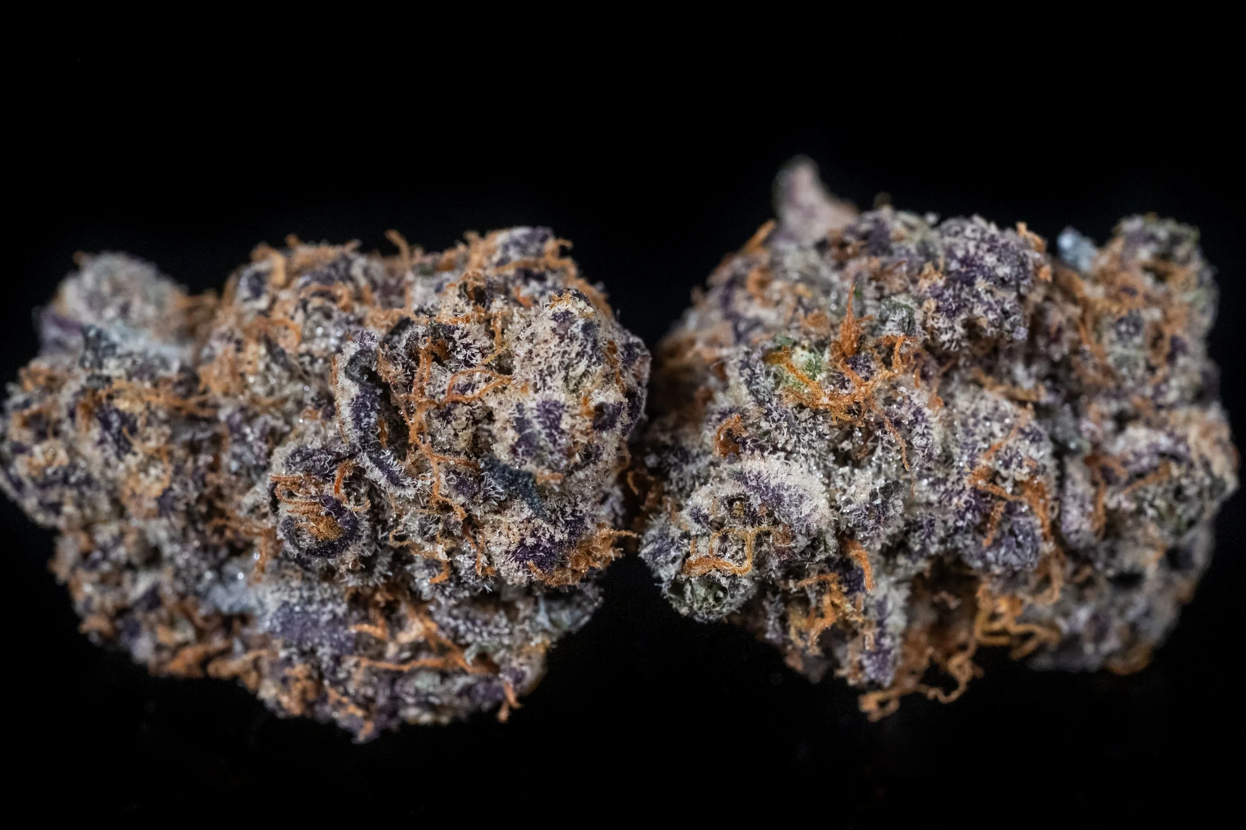 Gary Payton sativa hybrid