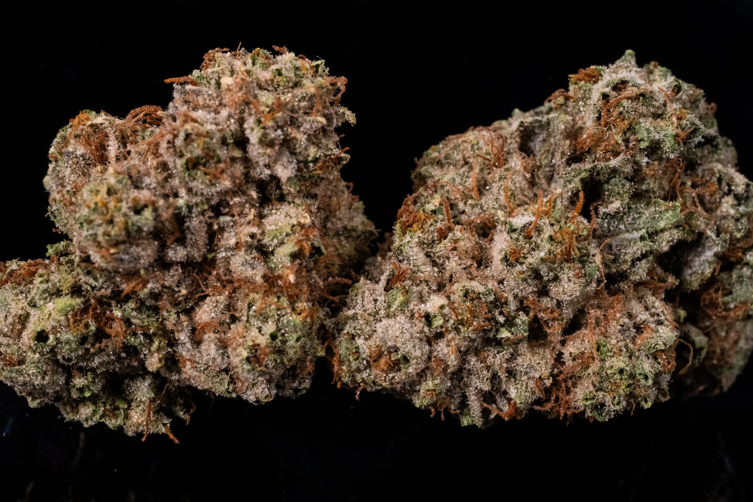 Black Triangle Kush indica 
