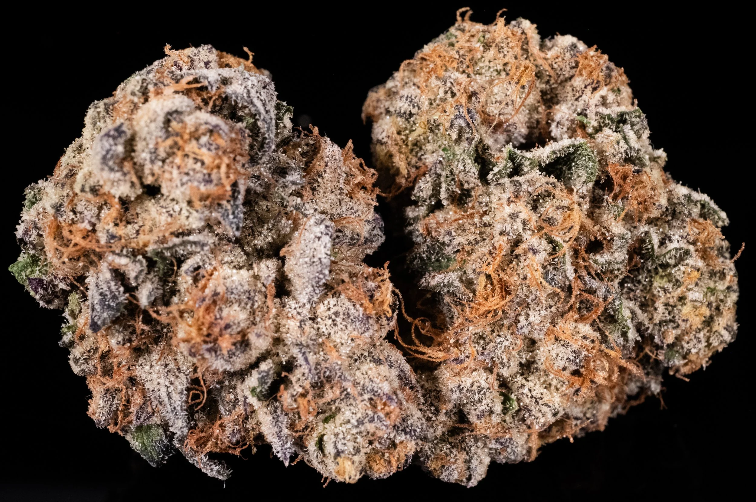 Sugar Cane sativa